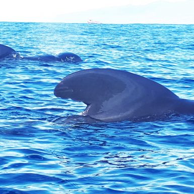 avistamiento de ballenas tenerife