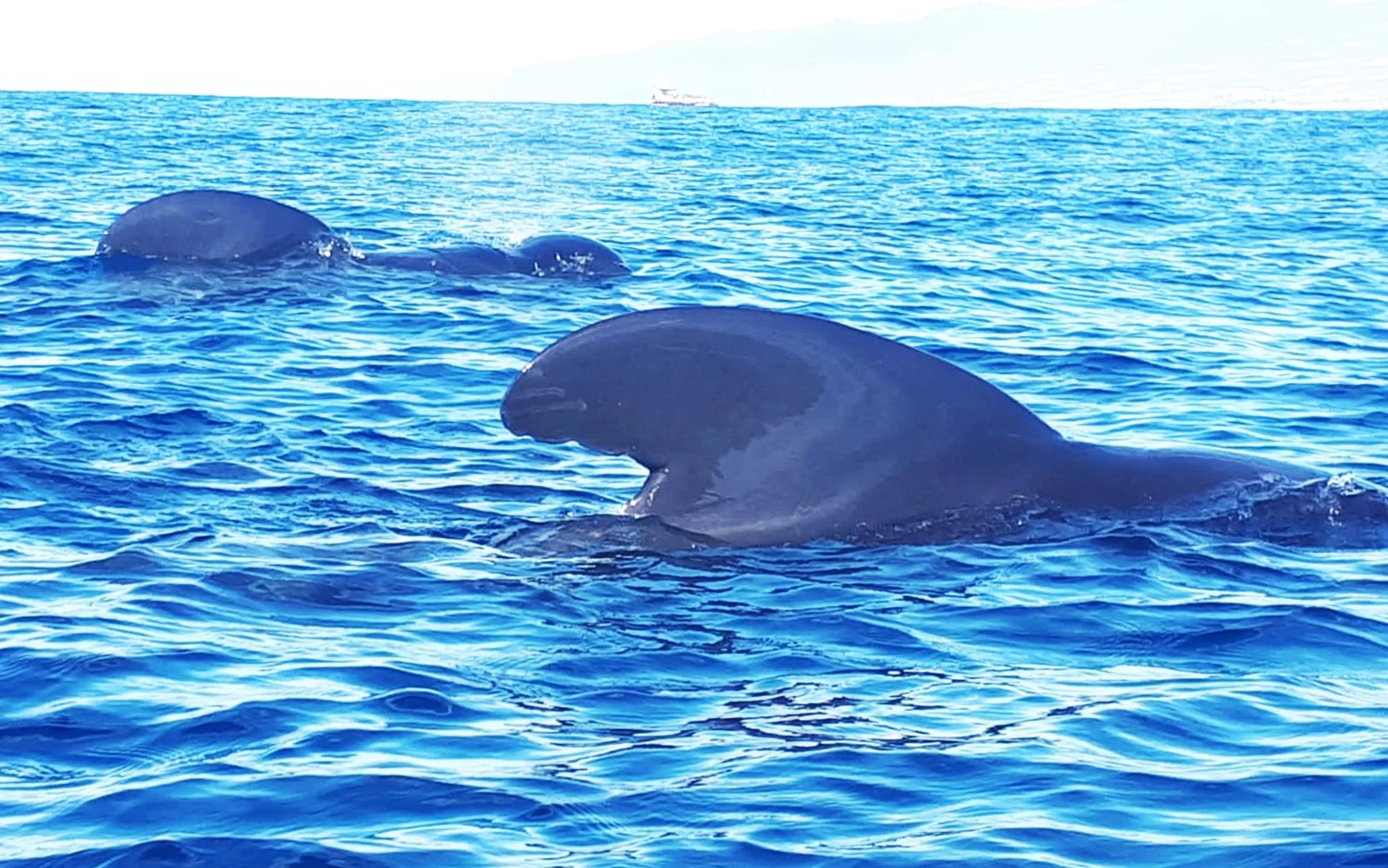 avistamiento de ballenas tenerife